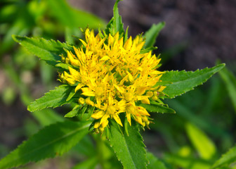 Aufkleber - Medicinal plants Golden Root, Rhodiola rosea