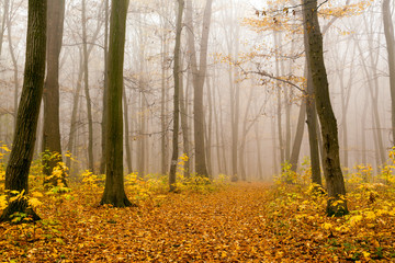 Sticker - forest sunlight in autumn