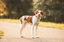 White And Brown A Brittany Spaniel Outdoors At The Park During Summer, Natural Picture Of The Happy Hunting Dog Outside