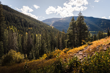 Wall Mural - A trail in Vail, Colorado during autumn. 