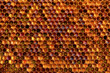 © Aleksandr Rybalko - Background texture and pattern of a section of wax honeycomb from a bee hive filled with golden honey i