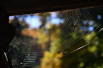 Spider web in macro view