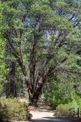 Large Oak Tree on Jackson Rd in Yosemite