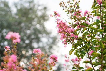 Wall Mural - Crepe Myrtle blooms closeup background. Lagerstroemia flowers. Photo shot in Northwest Florida. With Copy Space