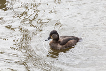 Female Ring Necked Duck