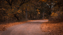 Autumn Forest Road. Colorful Landscape With Trees, Rural Road, Orange Leaves. Travel. Autumn Background. Magic Forest