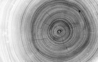 detailed macro view of felled tree trunk or stump. black and white organic texture of tree rings wit