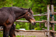 Diverse people enjoy spiritual gathering A closeup and side profile view of a large chestnut horse standing in a pen with traditional ranch style fence made from tree branches in rural woodland.