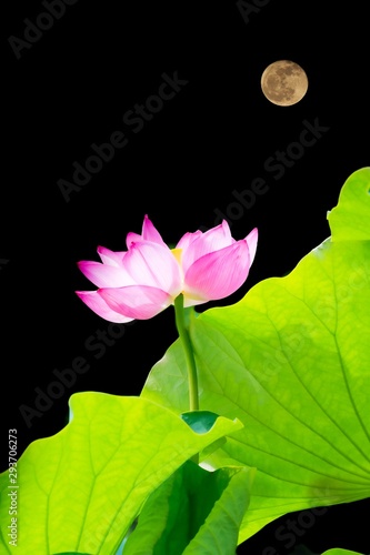 1 494 Lotus Lunar Wall Murals Canvas Prints Stickers Wallsheaven 1 494 Lotus Lunar Wall Murals Canvas Prints Stickers Wallsheaven