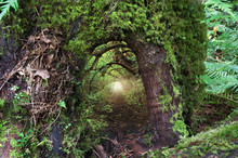 Ancient Mossy Tree With Open Doorway And Fairy Light