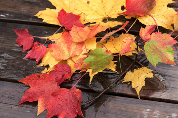 Botanical set of autumn colorful leaves. Indian Summer. Canada