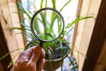 Indoor Damp & Air Quality (IAQ) Testing. A Close-up View Of A Person Holding A Magnifying Glass In Front Of A Large Green House Plant During An Indoor Environmental Quality (IEQ) Assessment.