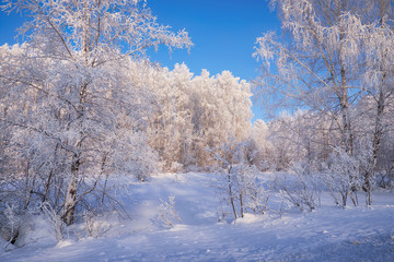  Frozen birch trees covered with hoarfrost and snow.