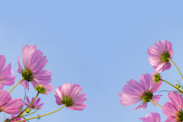 Wall Mural - pink cosmos flowers blooming on blue sky background