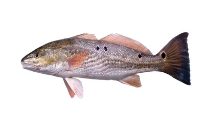 Fish  Red Drum (Sciaenops ocellatus) with four black dots. Isolated on white background