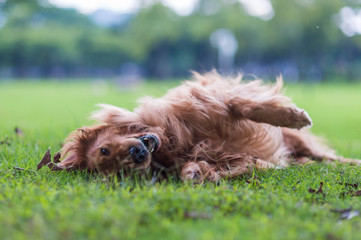 Wall Mural - Golden Retriever rolls on the grass