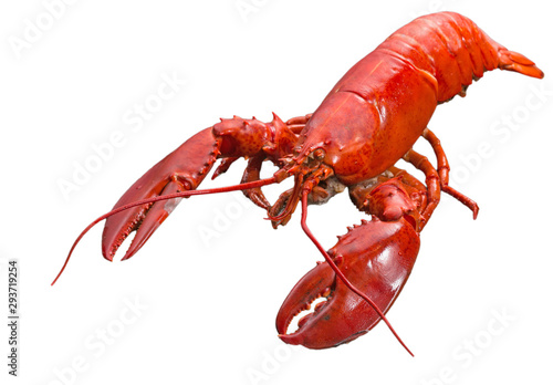Cuadros en Lienzo Close up steamed Canadian Lobster on isolted white background, Red Canadian Lobs