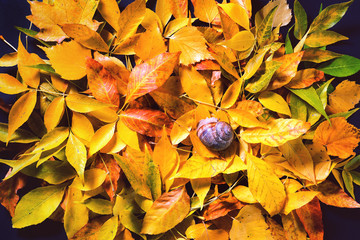 Wall Mural - Snail on red and yellow autumn leaves top view