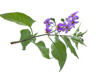 Deadly Nightshade Isolated On White. Violet Flower Solanum Dulcamara. Berrie Are Poisonous, Used In Alternative Medicine