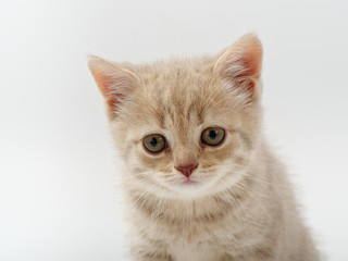 little beautiful funny british kitten on white background