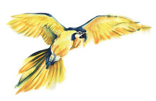 The Yellow Parrot Ara Flies Spreading Its Wide Wings. Yellow With A Blue Parrot. The Big Parrot. Watercolor Illustration Of A Tropical Bird. Hand Drawn Illustration