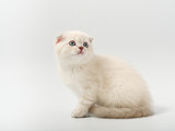 Fototapeta Zwierzęta - little beautiful funny british kitten on white background
