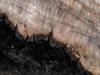 Wall Mural - Close up Old wood background.