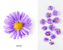 Blue Aster Flowers Layout