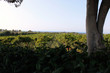 wine field