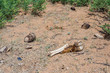 © Walter - Animal cadaver in desert