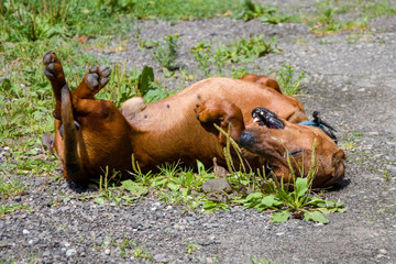 The Dachshund dog plays with itself lying on its back, Pets.