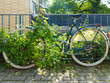 altes verrostetes Holland Fahrrad, am Zaun angeschlossen und von Pflanzen überwuchert