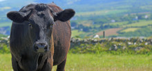Close Up Of A Black Cow In Scenic Countryside