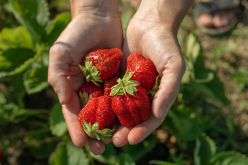 Man hands holding fresh strawberries in hands. Strawberry harvest. handful of strawberries in female palms. Top view