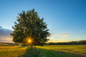 Wall Mural - Field Landscape at Sunset, the Sun is shining through a Linden Tree 