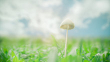 Mushrooms On The Grassy Field, The Sky Is Blurry In Nature