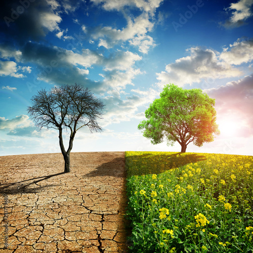 Fotografía Dry country with cracked soil and rapeseed field with green tree