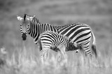 Fototapeta Konie - Zebra 4