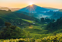 Sunrise Of Tea Fields In Cameron Highlands, Malaysia