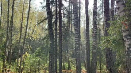 Wall Mural - Rain falling in autumn forest. Drops shining on shinshine. Heavy rain. 