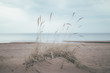 © Petr Hricko - grass on the beach