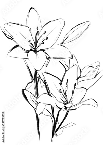 flower isolated on white background
