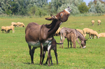 Wall Mural - Donkey hee haw on the pasture