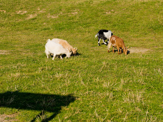 Goats graze in the meadow.