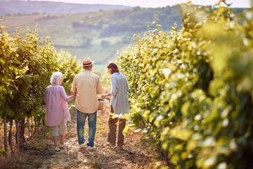 Wall Mural - Ripe grapes in vineyard. family vineyard. Happy family walking in between rows of vines .