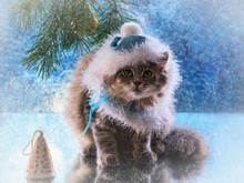 Portrait Of Adorable Gray Kitty For Winter Congratulations Card
