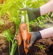 A Farmer Harvesting Carrot On The Field. Growing Organic Vegetables. Seasonal Job. Farming. Agro-industry. Agriculture. Farm. Freshly Harvested Carrots. Summer Harvest