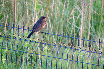 Wall Mural - A dark brown female Eurasian blackbird sitting on a fence made of welded wire mesh panels