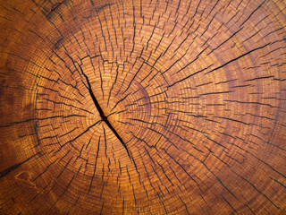 wood tree trunk pattern detail