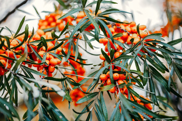 Sea buckthorn grows on a tree close-up (Hippophae rhamnoides). Medicinal plant